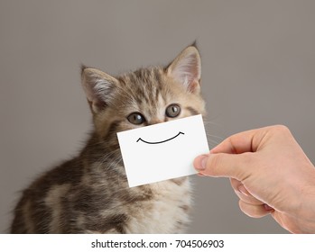 funny cat portrait with smile picture on cardboard - Shutterstock ID 704506903