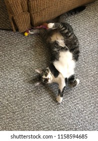 Funny Cat Pose