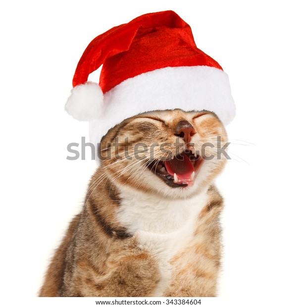 xmas hats for cats