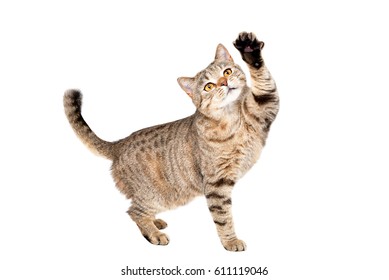 Funny cat Scottish Straight plays standing isolated on a white background