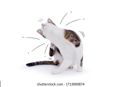 funny cat scratching with cartoons of ballerina jumping fleas on isolated studio background - Shutterstock ID 1713000874