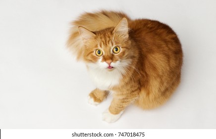 Funny Cat Shows Tongue, Top View