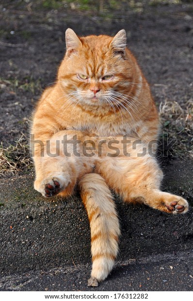 Die Lustige Katze Sass Auf Dem Stockfoto Jetzt Bearbeiten