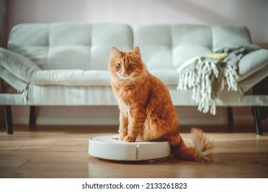 Funny cat sitting on the robot in the living room at home with sofa. Rides the cleaner on wooden floor. Ginger cat, watches the robot with a vacuum cleaner, touches it with its paw, runs after robot. - Shutterstock ID 2133261823