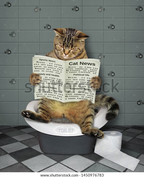 cat in a toilet bowl