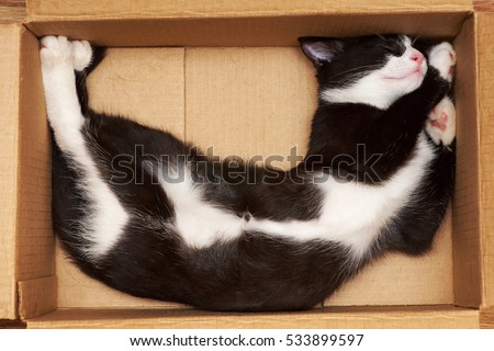 Funny cat sleeping in a box.