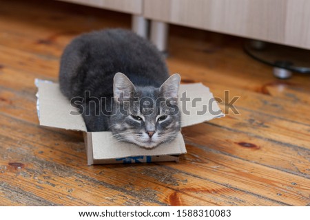Funny cat sleeping in a cardboard box on a wooden floor