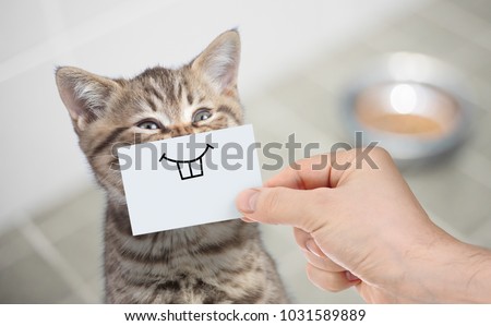 funny cat with smile on cardboard sitting near food