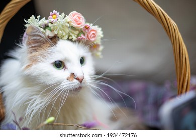 Chat Fleur Photos Et Images De Stock Shutterstock