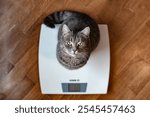 Funny cat standing on the scale. Photo of a cat