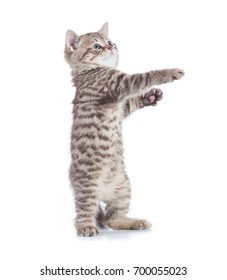 Funny Cat Standing Side View Isolated On White