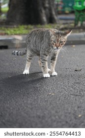 Funny cat staring at camera 