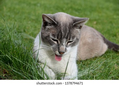 Funny Cat Sticking Out His Tongue