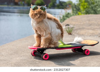 Funny cat with style and sunglasses on his head sitting on a 80s skateboards in town , horizontal image