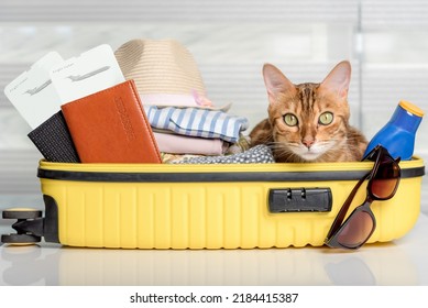 2,284 Cat With Passport Images, Stock Photos & Vectors 