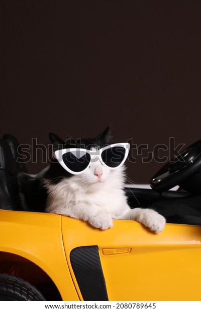 Funny cat with sunglasses in toy car against\
brown background