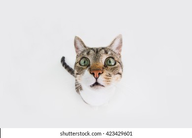 Funny Cat Surprised  Sitting And Looking To Camera Isolated On Black Background.Close-up Funny Cat.