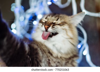 Funny Cat Taking Selfie On Smartphone. Animal Stick Out Tongue
