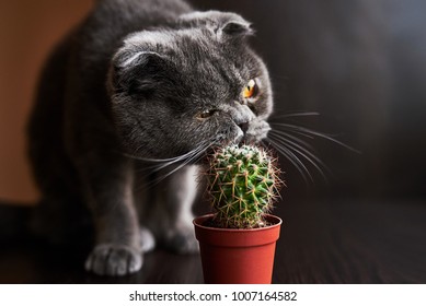 Download Cat Cactus High Res Stock Images Shutterstock