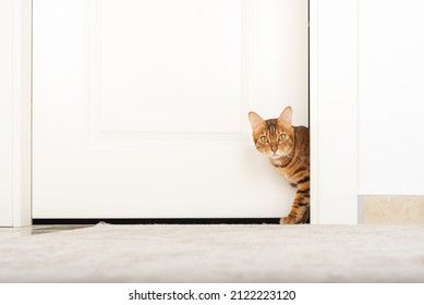 Funny cat walking through the white door of the house