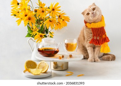 Funny cat wearing knitted scarf sitting in autumn composition. Cute cat, hot teapot, two cups of tea, and yellow flowers bouquet on white background. Fall tea party, hygge concept. - Powered by Shutterstock