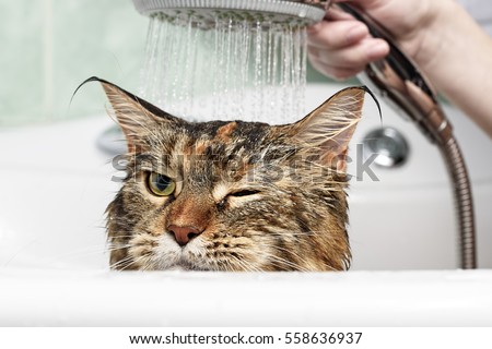  Funny  Cat  Wet Cat  Stock Photo  Edit  Now 558636937 