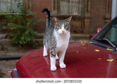 A funny cat with a white chest and paws and a gray spotted back is walking along the hood of a red car. Portrait of a wild cat. Homeless cats on the streets of Tbilisi.