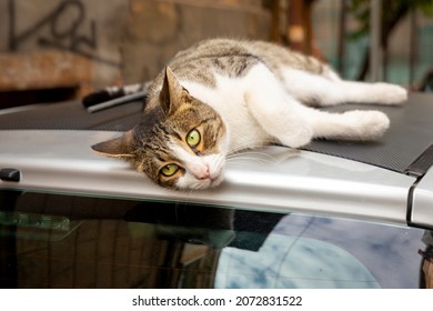 A funny cat with a white chest and paws and a gray spotted back lies on the roof of a car. Portrait of a wild cat. Homeless cats on the streets of Tbilisi.  - Shutterstock ID 2072831522