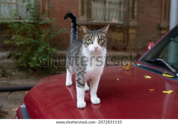 A funny cat with\
a white chest and paws and a gray spotted back is walking along the\
hood of a red car. Portrait of a wild cat. Homeless cats on the\
streets of Tbilisi.