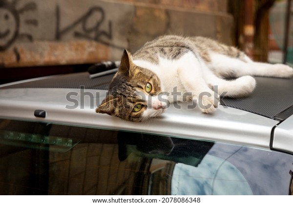 A funny cat with a white chest and\
paws and a gray spotted back lies on the roof of a car. Portrait of\
a wild cat. Homeless cats on the streets of Tbilisi.\
