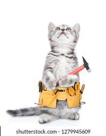 Funny Cat Worker With Toolbelt And Hammer Looking Up.  Isolated On White Background