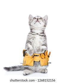 Funny Cat Worker With Toolbelt Looking Up.  Isolated On White Background