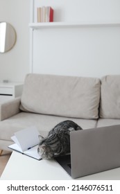 Funny Cat At Workplace With Notebook And Laptop In A Modern Stylish Home Office