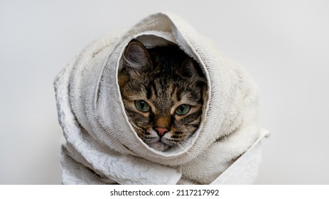 Funny Cat Wrapped In A White Towel