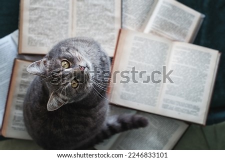 
Funny cats. Funny animals. Cat sitting among books and looking up. Cat resting on books in the library. Learning Concept. 