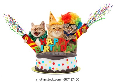 Funny cats with petard and birthday cake.  They are wearing festive clothes, isolated on white background.