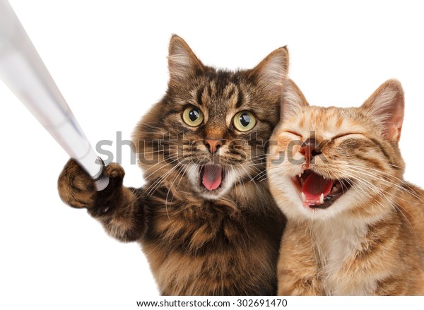 Funny Cats Self Picture Couple Cat Stock Photo Edit Now 302691470