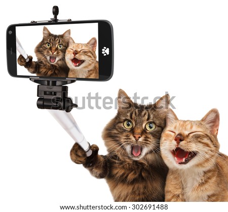 Funny cats - Self picture. Selfie stick in his hand.
Couple of cat taking a selfie together with smartphone camera