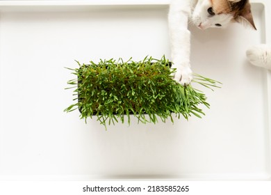 15,477 Funny wheat Images, Stock Photos & Vectors | Shutterstock