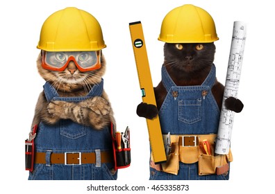 cat in construction hat