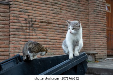 Funny cats white and multi-colored sit on black garbage cans. Against the background of an old brick red wall. Portrait of a wild cat. Homeless cats on the streets of Tbilisi.