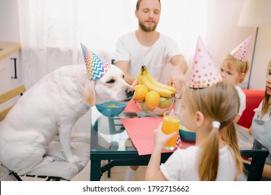 funny caucasian family spend time, celebrate birthday together with dog at home. Parents, children and domestic animal - pet in birthday caps, casual wear