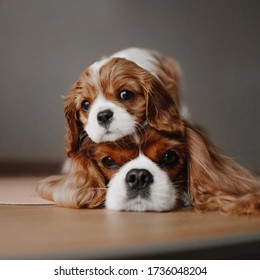 funny cavalier king charles spaniel puppy posing on top of mothers head