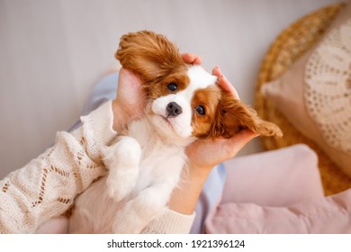 Funny cavalier king charles spaniel puppy portrait indoor