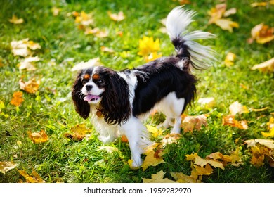 Funny cavalier King Charles spaniel dog on a walk in the autumn garden. A dog stands on the grass with fallen yellow leaves in the park.