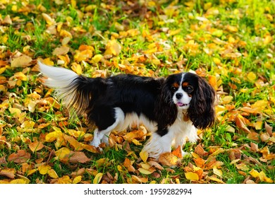 Funny cavalier King Charles spaniel dog on a walk in the autumn garden. A dog stands on the grass with fallen yellow leaves in the park.