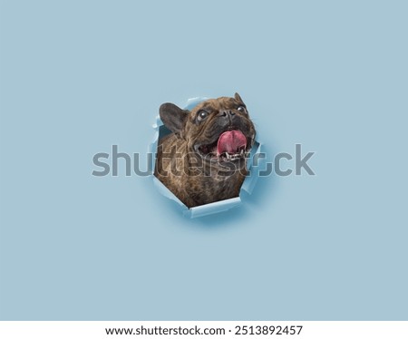 Similar – Image, Stock Photo On the dog come hodgepodge