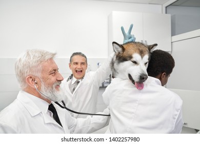 Funny and cheerful vet doctors having fun, laughing and smiling. Mature doctor in medical uniform doing v sign for malamute. Assistant holding big pet on hands. Pretty dog of purebred.