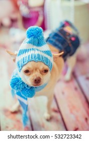 winter hats for chihuahuas