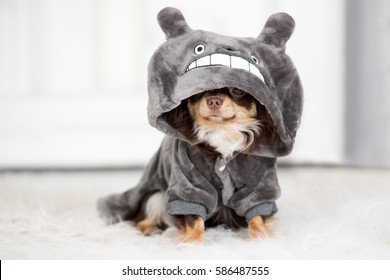 Funny Chihuahua Dog In Clothes With A Hood